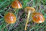 Hygrocybe psittacina var. perplexa image