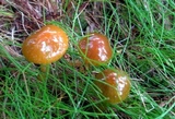 Hygrocybe psittacina var. perplexa image