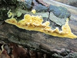 Trichoderma sulphureum image