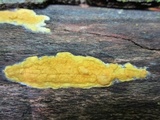 Trichoderma sulphureum image