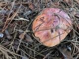 Butyriboletus floridanus image