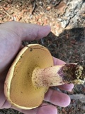 Butyriboletus floridanus image
