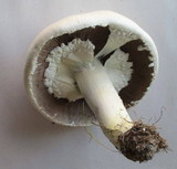 Agaricus arvensis image
