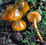 Hygrocybe psittacina var. perplexa image