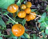 Hygrocybe psittacina var. perplexa image