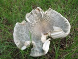Russula parvovirescens image