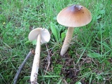 Amanita sect. Vaginatae image