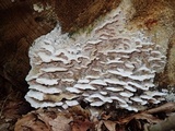 Gloeoporus dichrous image