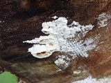 Gloeoporus dichrous image