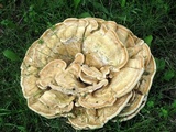 Bondarzewia berkeleyi image