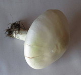 Agaricus arvensis image