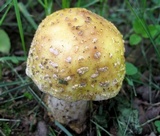 Amanita flavorubens image