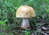 Amanita flavorubens image