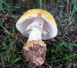 Amanita flavorubens image