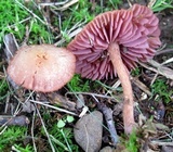 Laccaria amethystina image