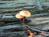 Xeromphalina tenuipes image