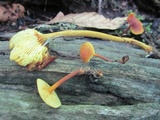 Xeromphalina tenuipes image
