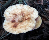 Bresadolia craterella image