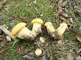 Cantharellus flavus image