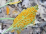 Gymnoconia nitens image