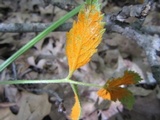Gymnoconia nitens image