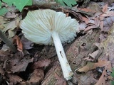 Megacollybia rodmanii image