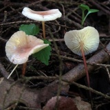 Mycetinis scorodonius image