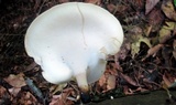 Polyporus leptocephalus image