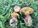 Butyriboletus floridanus image