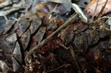 Arthromyces claviformis image