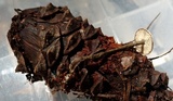 Arthromyces claviformis image