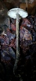 Arthromyces claviformis image