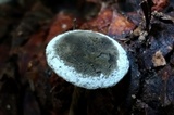 Arthromyces claviformis image