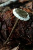 Arthromyces claviformis image