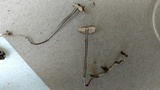 Arthromyces claviformis image