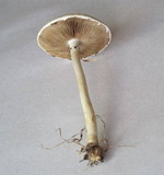 Agrocybe molesta image