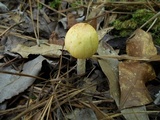 Mycena amygdalina image