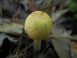 Mycena amygdalina image