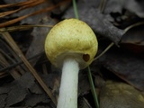 Mycena amygdalina image