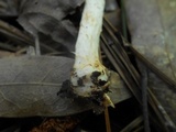 Mycena amygdalina image