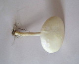 Agrocybe molesta image