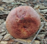 Butyriboletus floridanus image