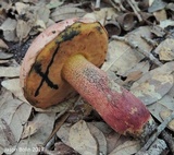 Butyriboletus floridanus image