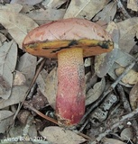 Butyriboletus floridanus image