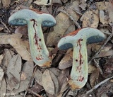 Butyriboletus floridanus image