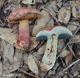 Butyriboletus floridanus image