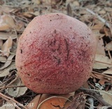 Butyriboletus floridanus image