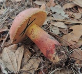 Butyriboletus floridanus image