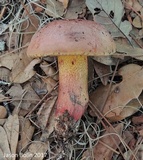 Butyriboletus floridanus image