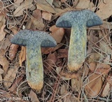 Butyriboletus floridanus image